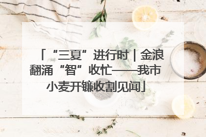 “三夏”进行时｜金浪翻涌“智”收忙——我市小麦开镰收割见闻