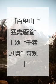 百望山“猛禽通道”上演“千猛过境”奇观