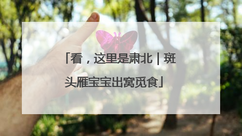 看，这里是肃北｜斑头雁宝宝出窝觅食