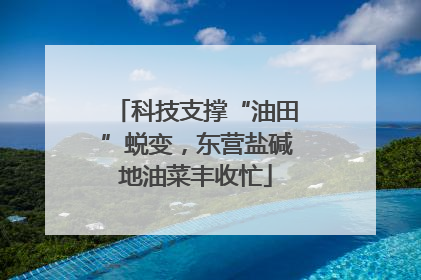科技支撑“油田”蜕变，东营盐碱地油菜丰收忙