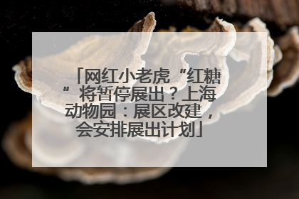 网红小老虎“红糖”将暂停展出？上海动物园：展区改建，会安排展出计划