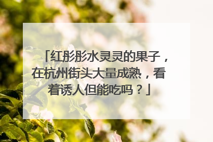 红彤彤水灵灵的果子，在杭州街头大量成熟，看着诱人但能吃吗？