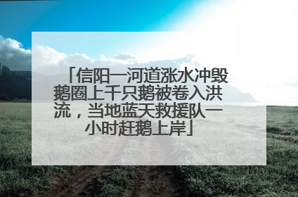 信阳一河道涨水冲毁鹅圈上千只鹅被卷入洪流，当地蓝天救援队一小时赶鹅上岸