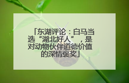 东湖评论：白马当选“湖北好人”，是对动物伙伴道德价值的深情褒奖