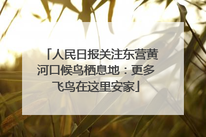 人民日报关注东营黄河口候鸟栖息地：更多飞鸟在这里安家