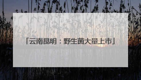 云南昆明：野生菌大量上市