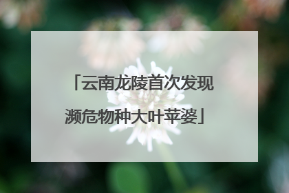 云南龙陵首次发现濒危物种大叶苹婆