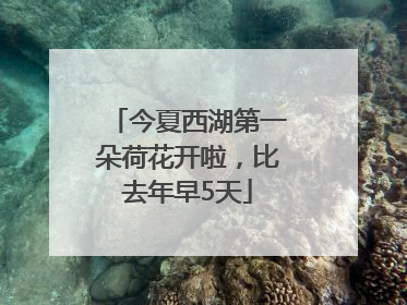今夏西湖第一朵荷花开啦，比去年早5天