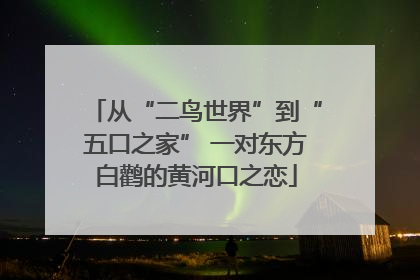 从“二鸟世界”到“五口之家” 一对东方白鹳的黄河口之恋