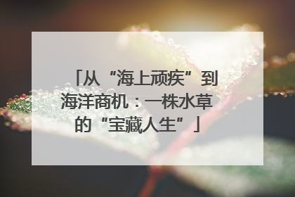 从“海上顽疾”到海洋商机：一株水草的“宝藏人生”