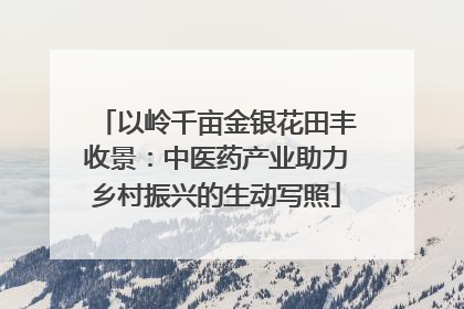 以岭千亩金银花田丰收景：中医药产业助力乡村振兴的生动写照