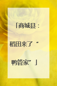 商城县：稻田来了“鸭管家”