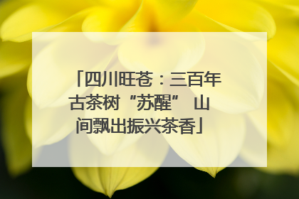 四川旺苍：三百年古茶树“苏醒” 山间飘出振兴茶香