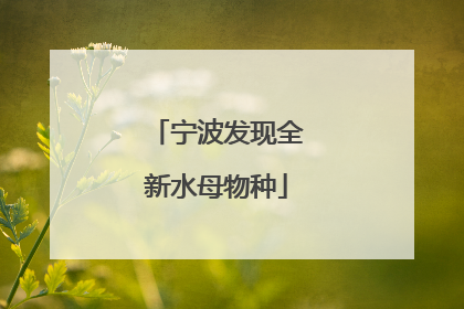 宁波发现全新水母物种
