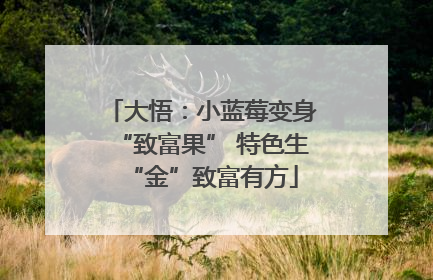 大悟：小蓝莓变身“致富果” 特色生“金”致富有方