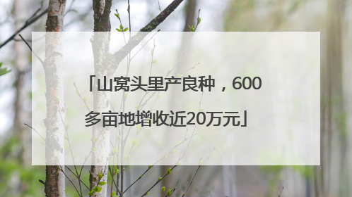 山窝头里产良种，600多亩地增收近20万元