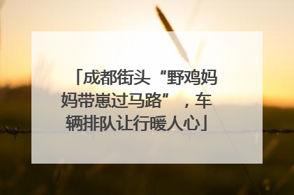 成都街头“野鸡妈妈带崽过马路”，车辆排队让行暖人心