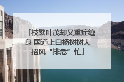 枝繁叶茂却又重症缠身 国道上白杨树树大招风“排危”忙