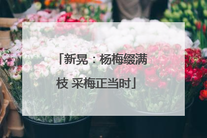 新晃：杨梅缀满枝 采梅正当时