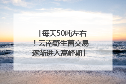 每天50吨左右！云南野生菌交易逐渐进入高峰期