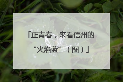 正青春，来看信州的“火焰蓝”（图）