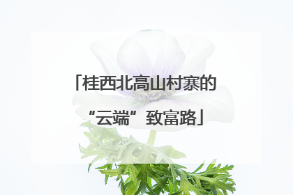桂西北高山村寨的“云端”致富路