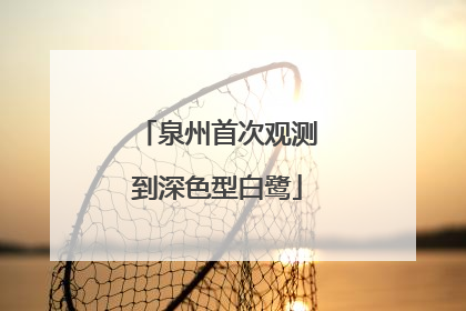 泉州首次观测到深色型白鹭