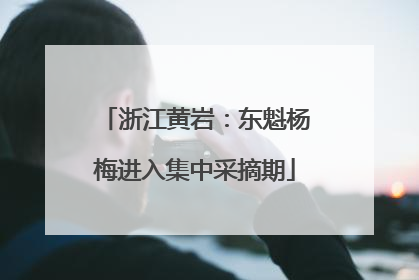 浙江黄岩：东魁杨梅进入集中采摘期