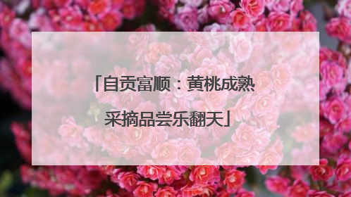 自贡富顺：黄桃成熟 采摘品尝乐翻天