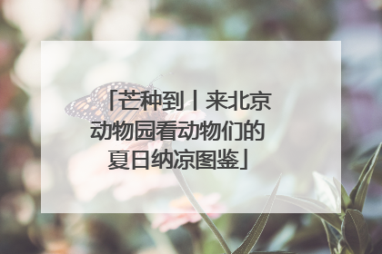 芒种到丨来北京动物园看动物们的夏日纳凉图鉴