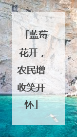 蓝莓花开，农民增收笑开怀