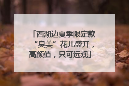西湖边夏季限定款“臭美”花儿盛开，高颜值，只可远观