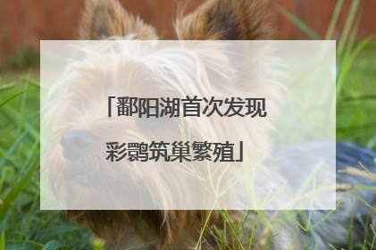 鄱阳湖首次发现彩鹮筑巢繁殖