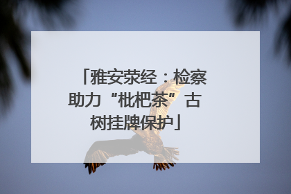 雅安荥经：检察助力“枇杷茶”古树挂牌保护
