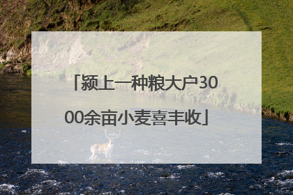 颍上一种粮大户3000余亩小麦喜丰收