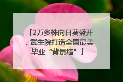 2万多株向日葵盛开，武生院打造全国最美毕业“背景墙”